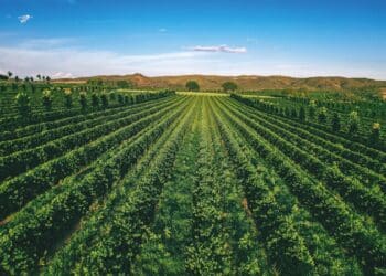 Regenerative coffee could be the industry’s next sustainability opportunity.
Image: Expocacer.