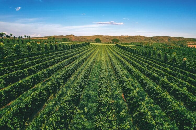 Regenerative coffee could be the industry’s next sustainability opportunity.
Image: Expocacer.