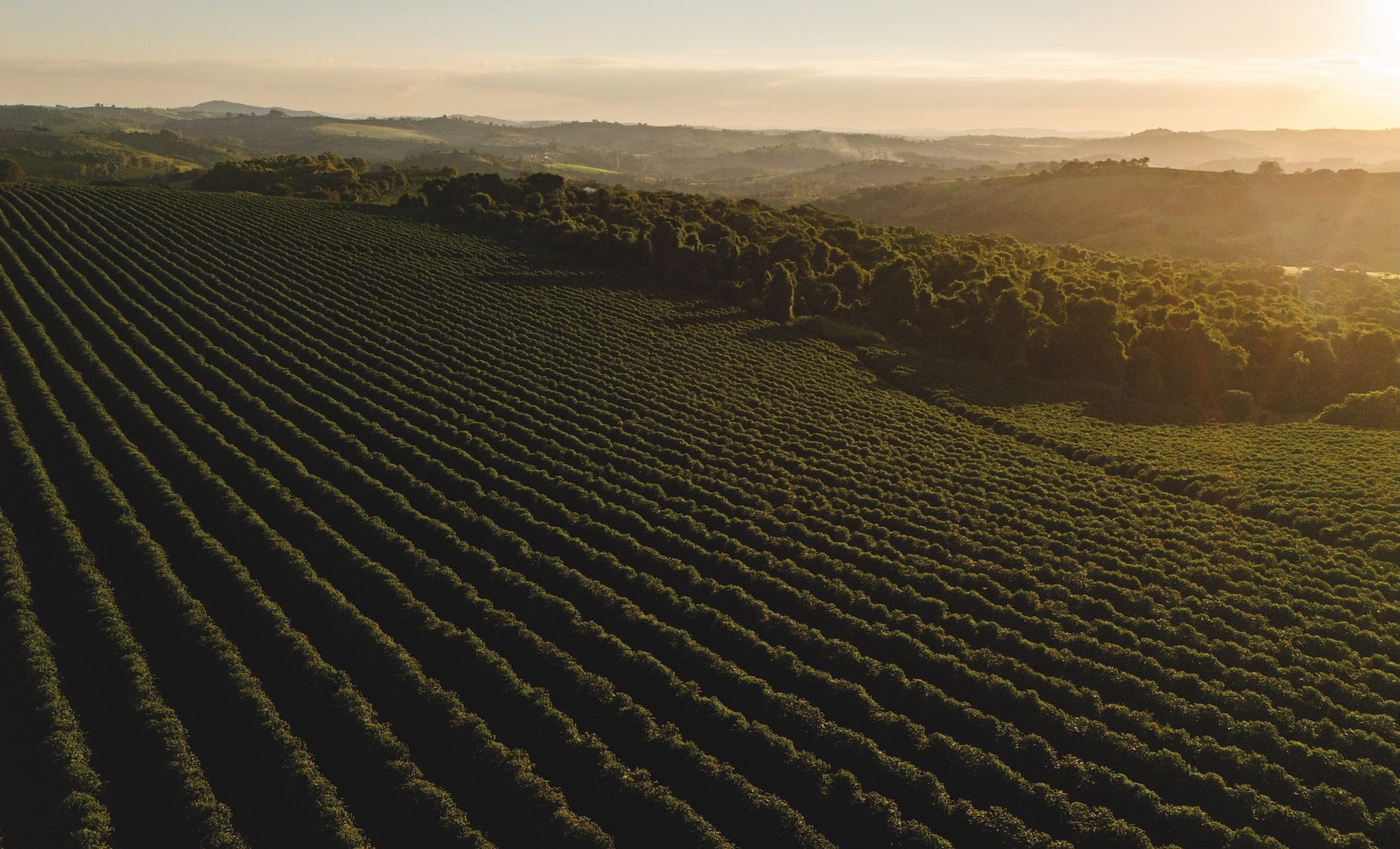 Why the next decade is decisive for coffee's future